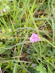 Geranium pyrenaicum