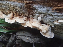 Steccherinum ochraceum