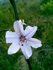 Aristea spiralis