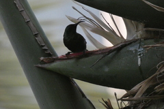 Nectarinia kilimensis