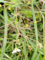 Geranium pyrenaicum