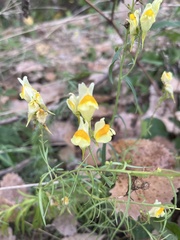 Linaria