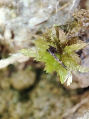 Sphagnum denticulatum