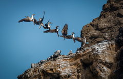 Sula nebouxii excisa