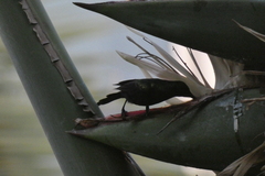 Nectarinia kilimensis