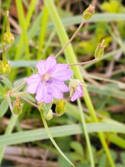 Geranium pyrenaicum