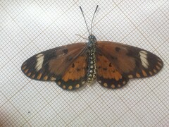 Acraea serena