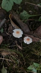 Lepiota rubrotinctoides