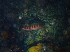 Serranus cabrilla