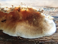 Steccherinum ochraceum