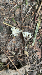 Sebacina schweinitzii