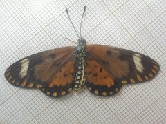 Acraea serena