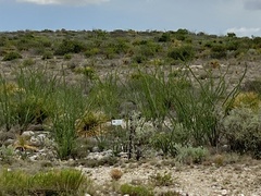 Fouquieria splendens