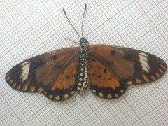Acraea serena