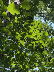 Tilia miqueliana