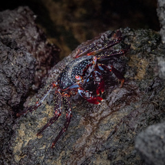 Grapsus grapsus