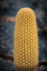 Brachycereus nesioticus