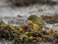 Setophaga petechia aureola