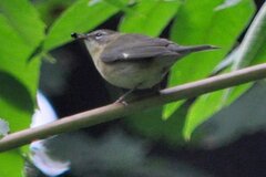 Setophaga caerulescens