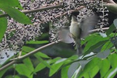 Setophaga caerulescens