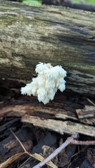 Hericium coralloides