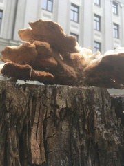 Laetiporus sulphureus