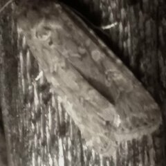 Spodoptera exigua