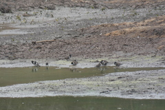 Spermestes cucullata