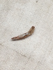 Watsonalla cultraria