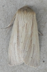 Mythimna oxygala