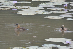 Thalassornis leuconotus