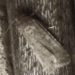 Spodoptera exigua