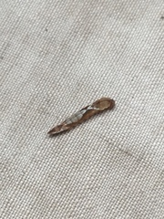 Watsonalla cultraria