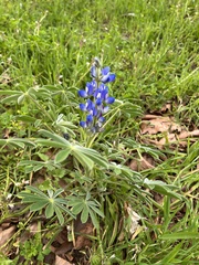 Lupinus cosentinii
