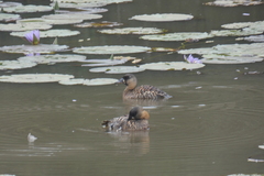 Thalassornis leuconotus