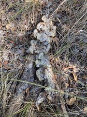 Trametes villosa