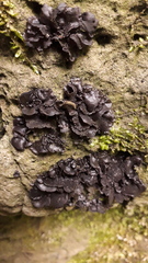 Lathagrium auriforme