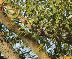 Phylloscopus
