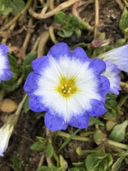 Nolana paradoxa