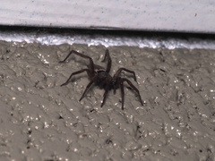 Scotophaeus blackwalli