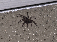 Scotophaeus blackwalli