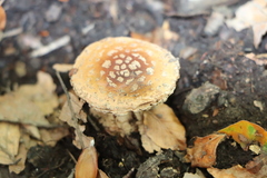 Amanita rubescens