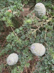 Cedrus