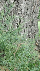 Chenopodium berlandieri
