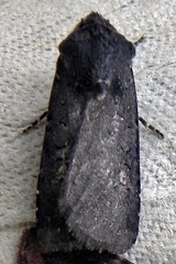Euxoa velleripennis