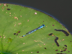 Erythromma lindenii