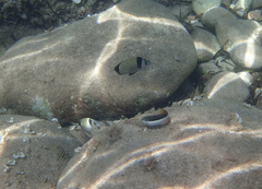 Diplodus vulgaris