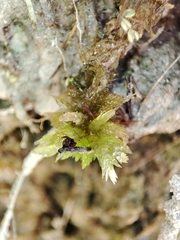 Sphagnum denticulatum