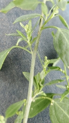 Chenopodium berlandieri