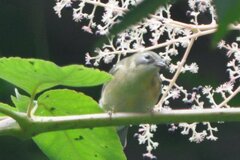 Setophaga caerulescens